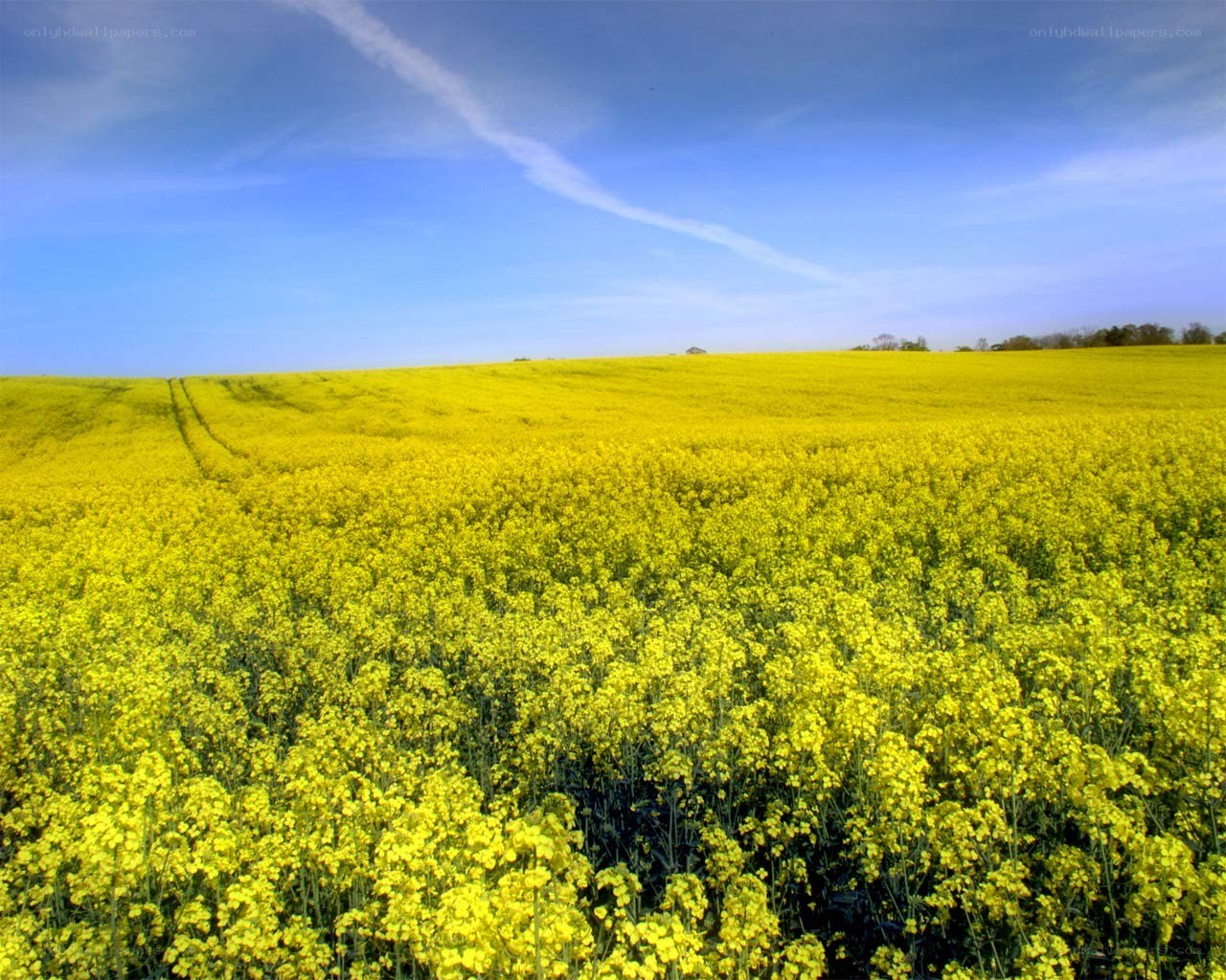 Yellow rapeseed field under blue sky