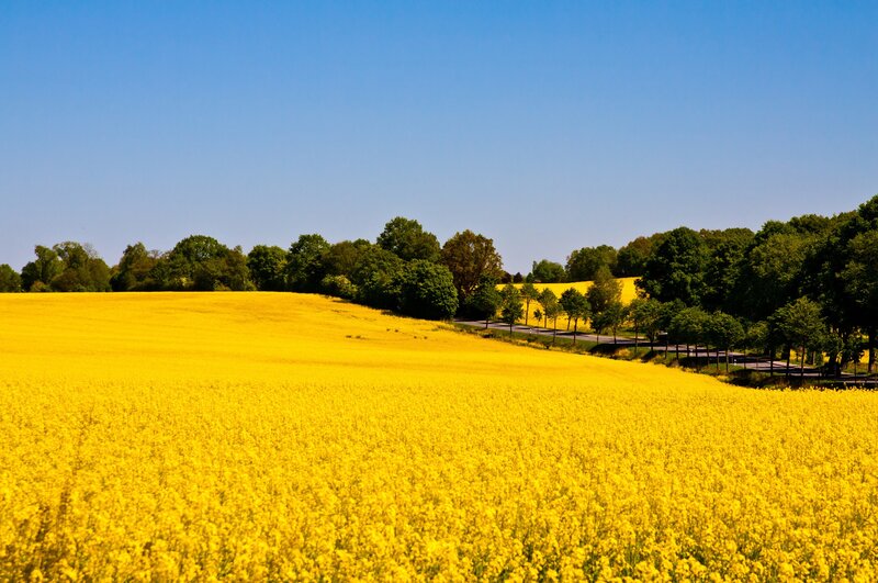Yellow rapeseed field under blue sky