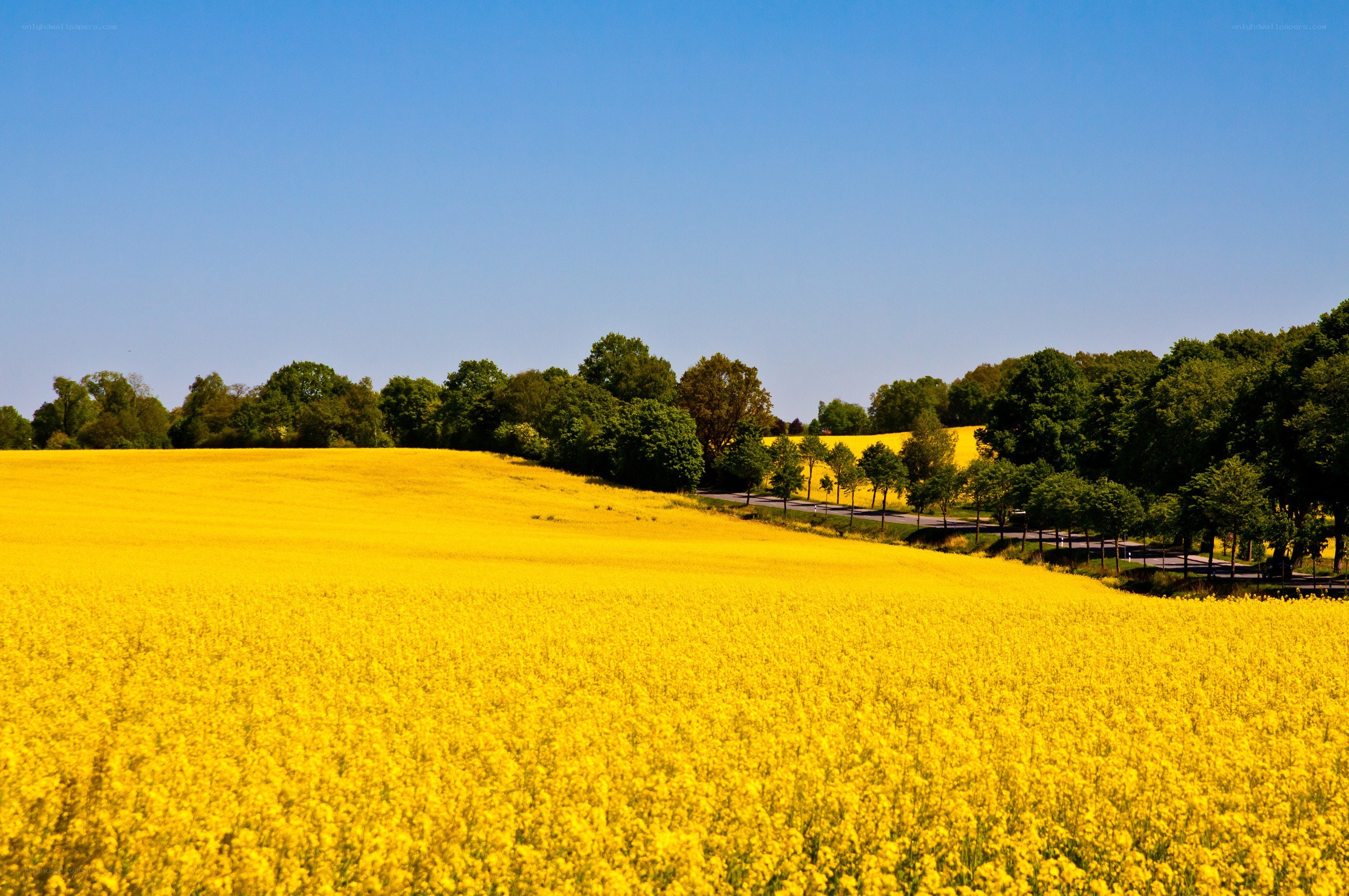 Yellow rapeseed field under blue sky