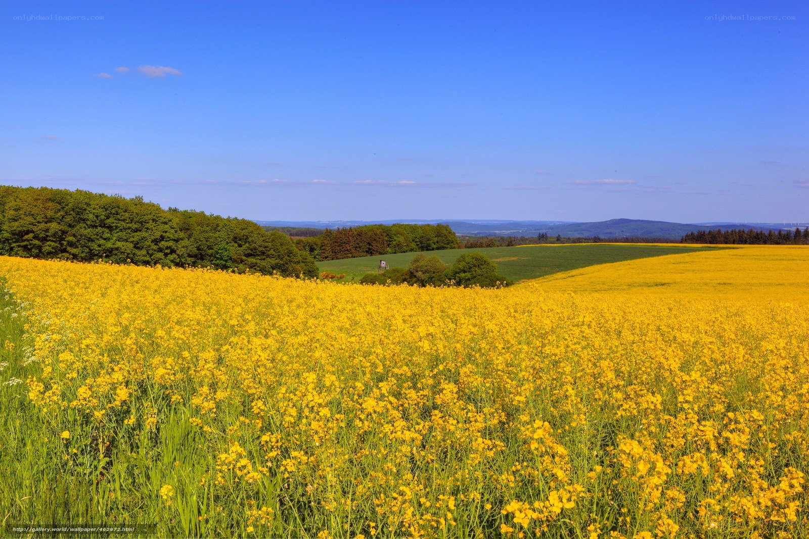 Yellow rapeseed field under blue sky