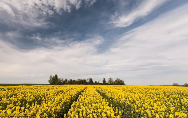 Yellow rapeseed field under cloudy sky