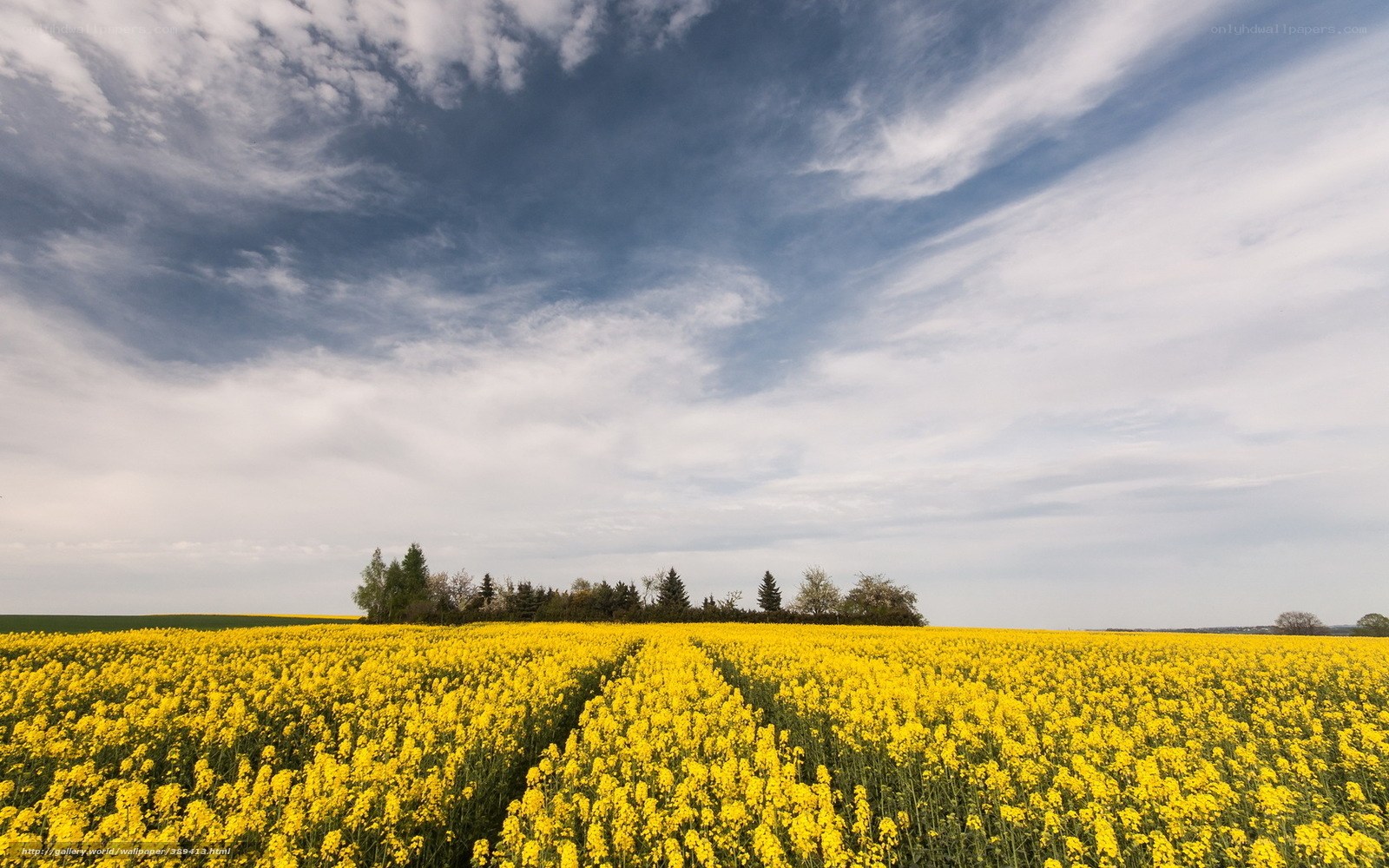 Yellow rapeseed field under cloudy sky