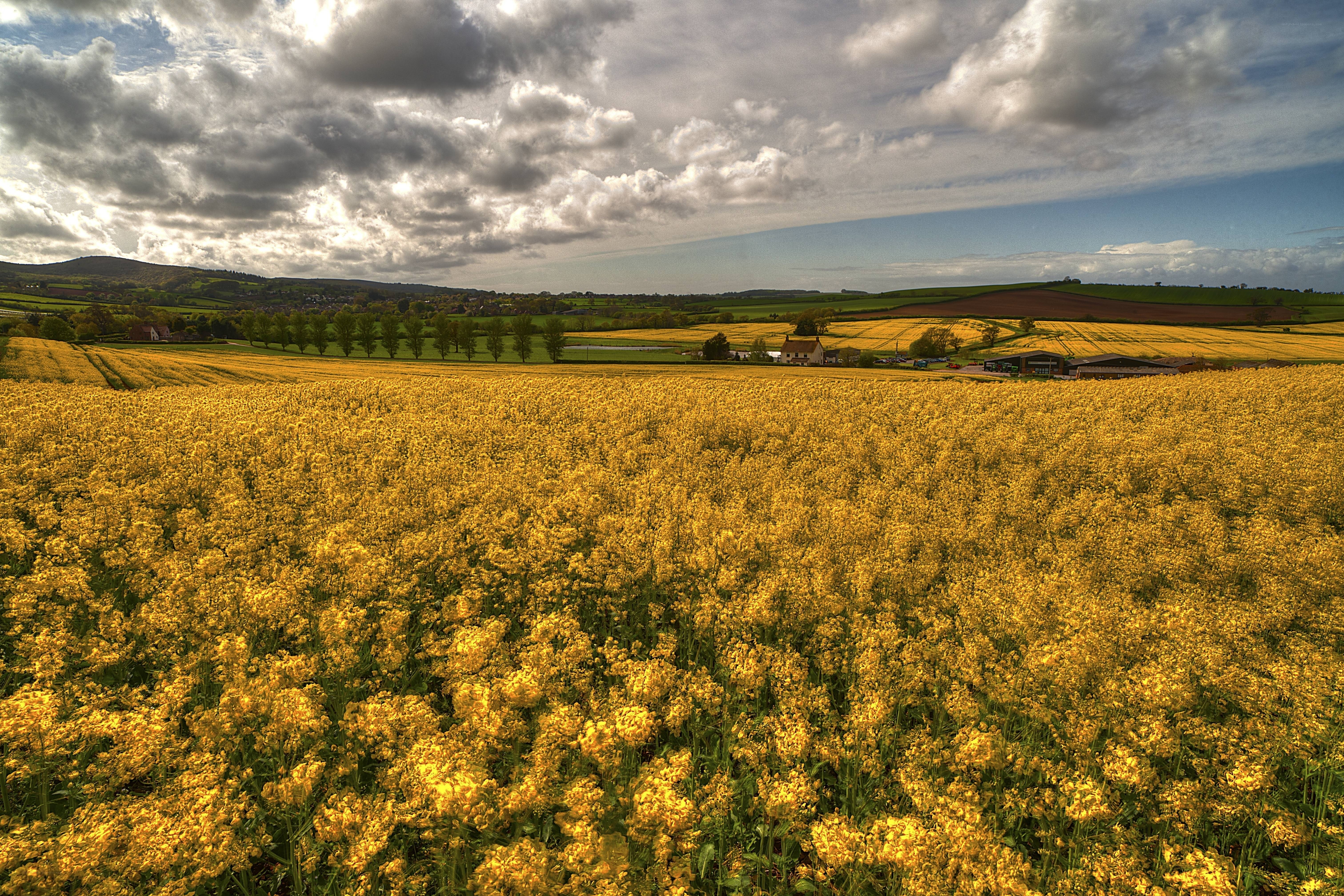 Yellow rapeseed field under cloudy sky