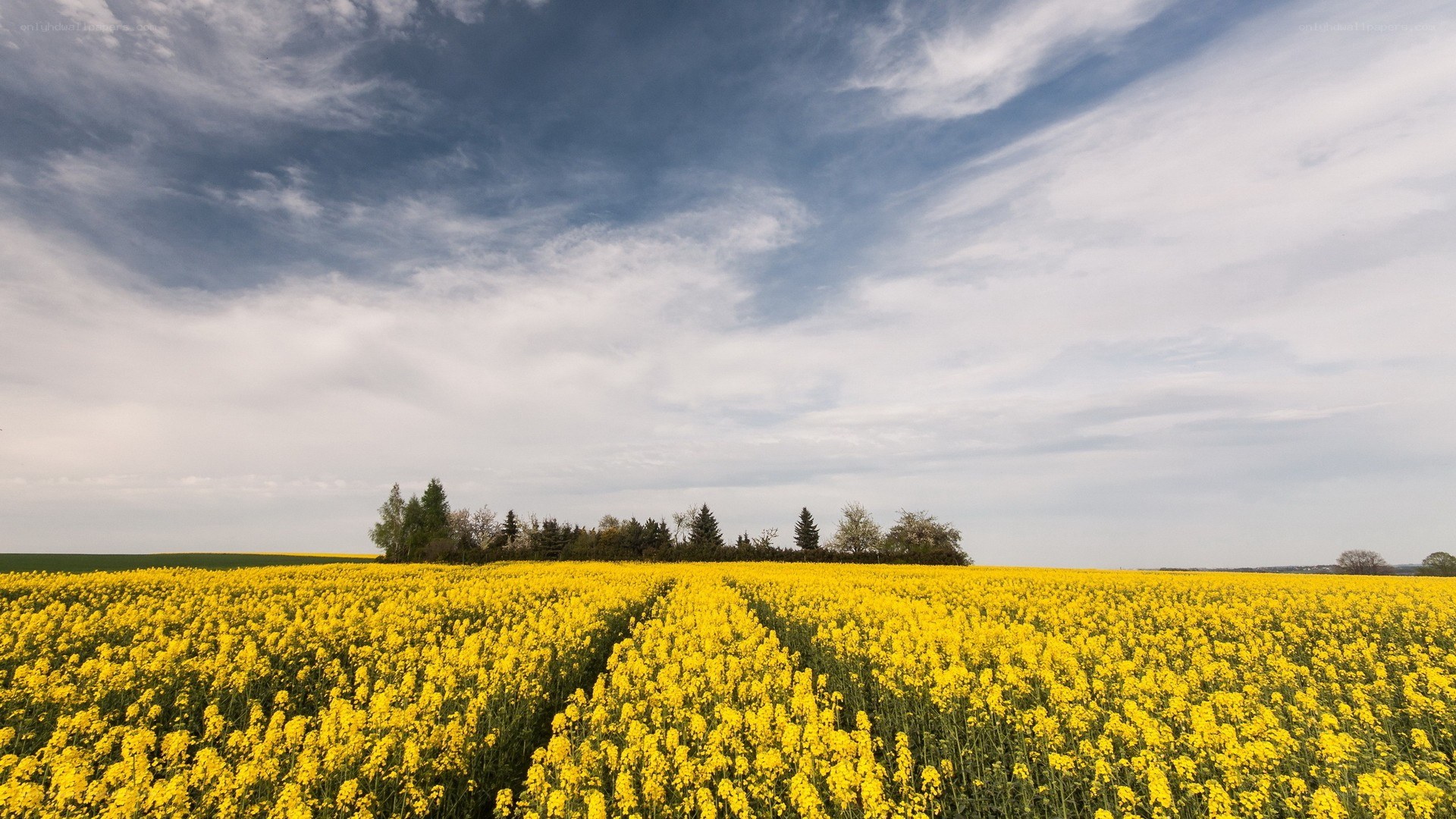 Yellow rapeseed field under cloudy sky