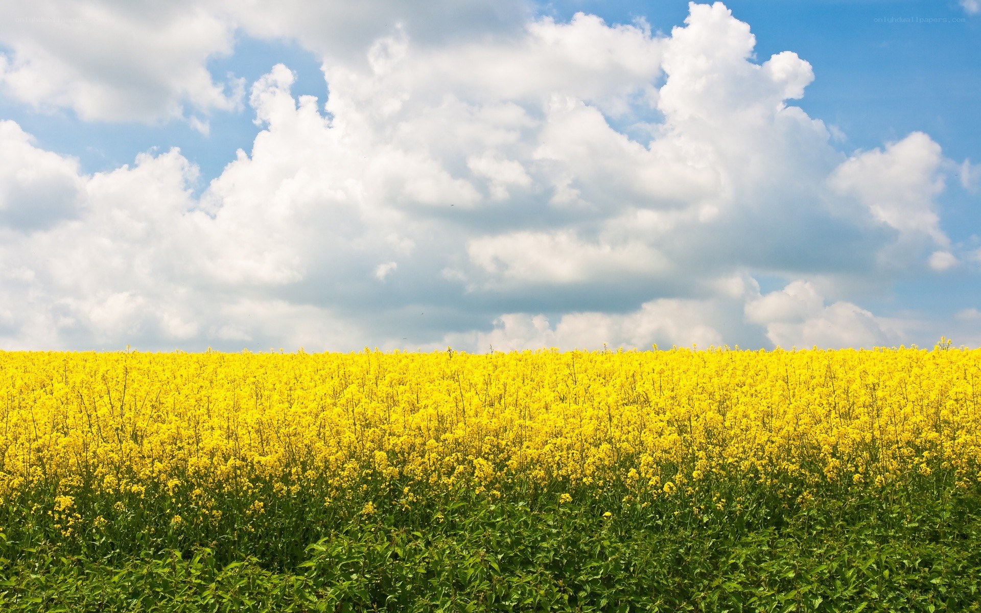 Yellow rapeseed field under cloudy sky