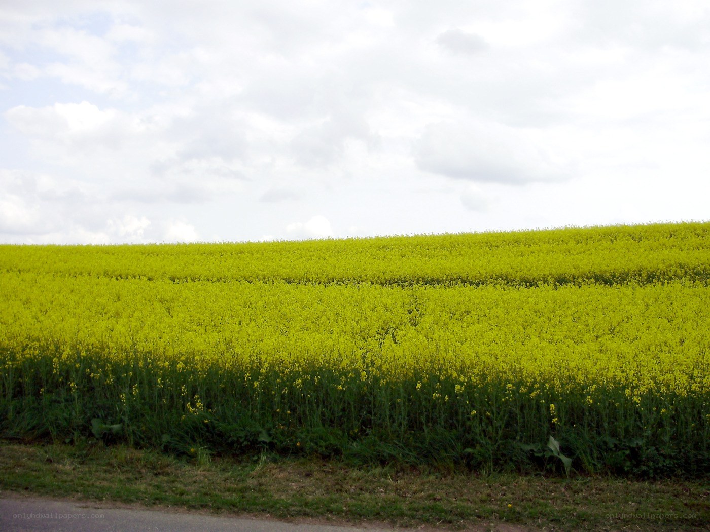 Yellow rapeseed field under cloudy sky