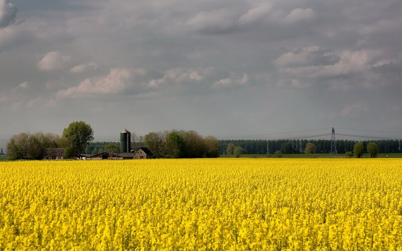 Yellow rapeseed field under cloudy sky