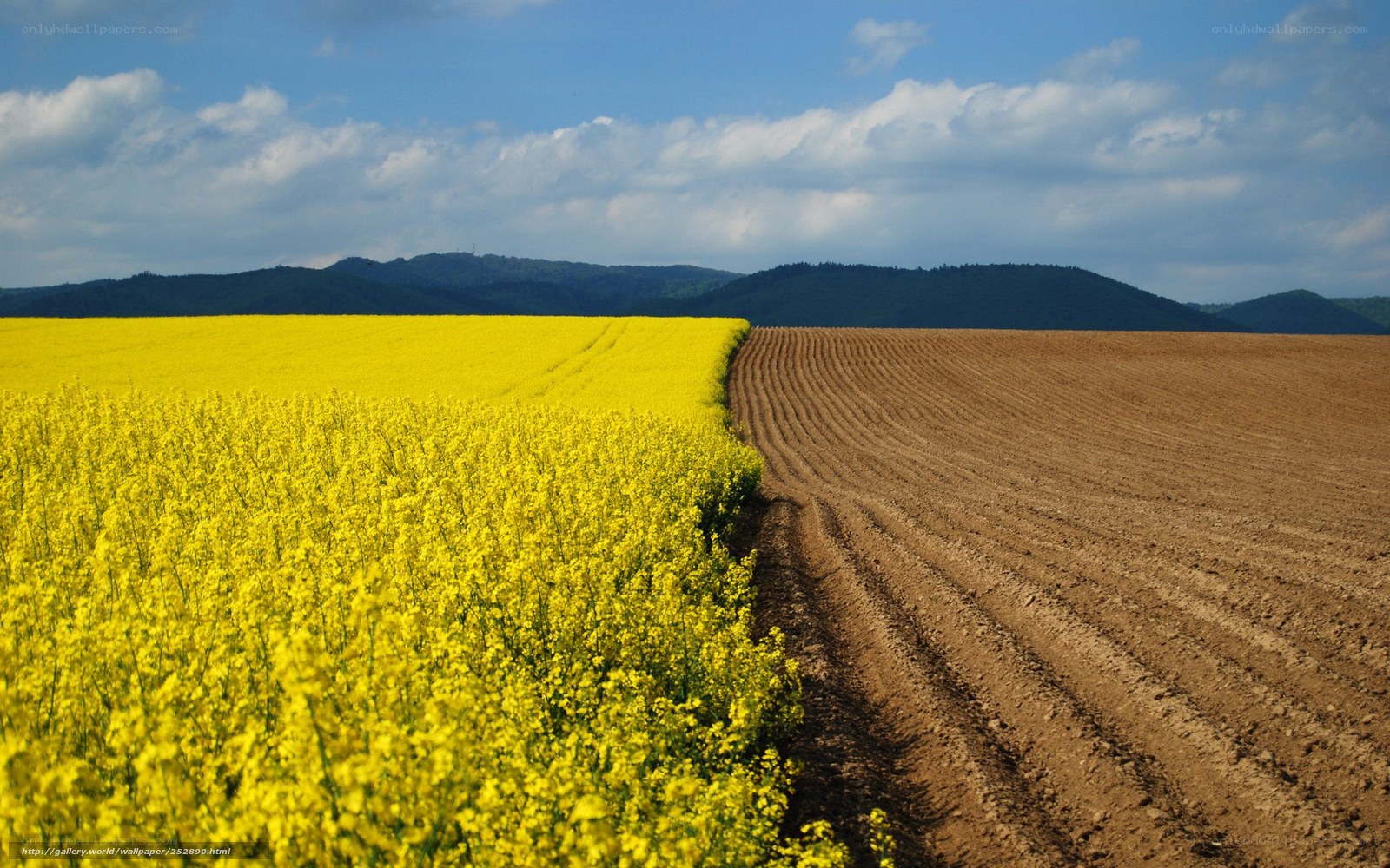Yellow rapeseed field with plowed land