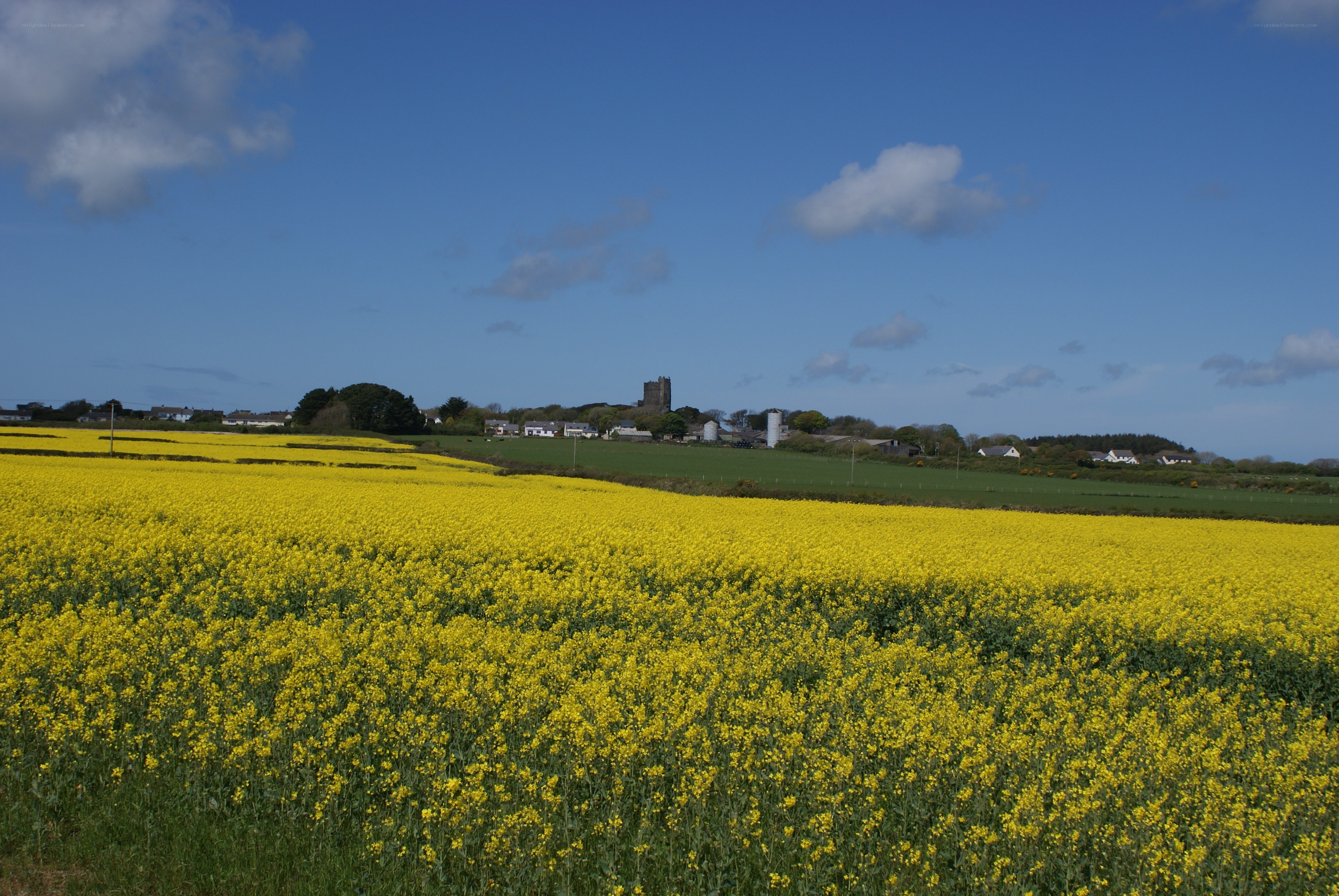 Yellow rapeseed field with village