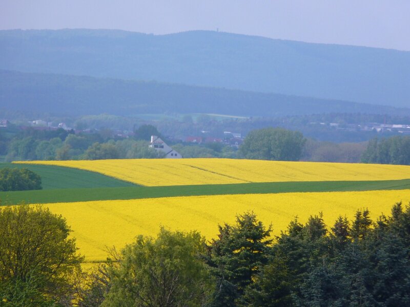 Yellow rapeseed fields in rural landscape