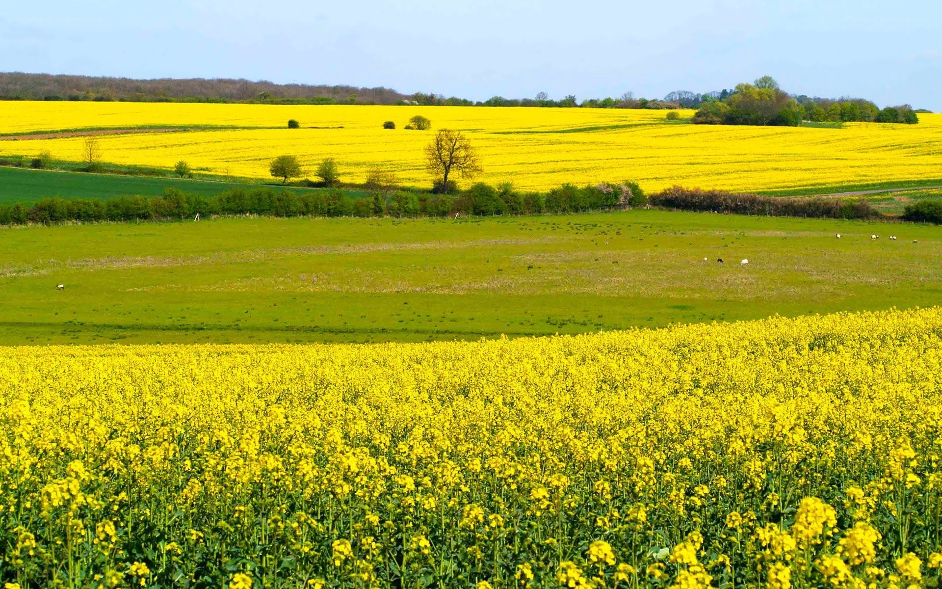 Yellow rapeseed fields in spring