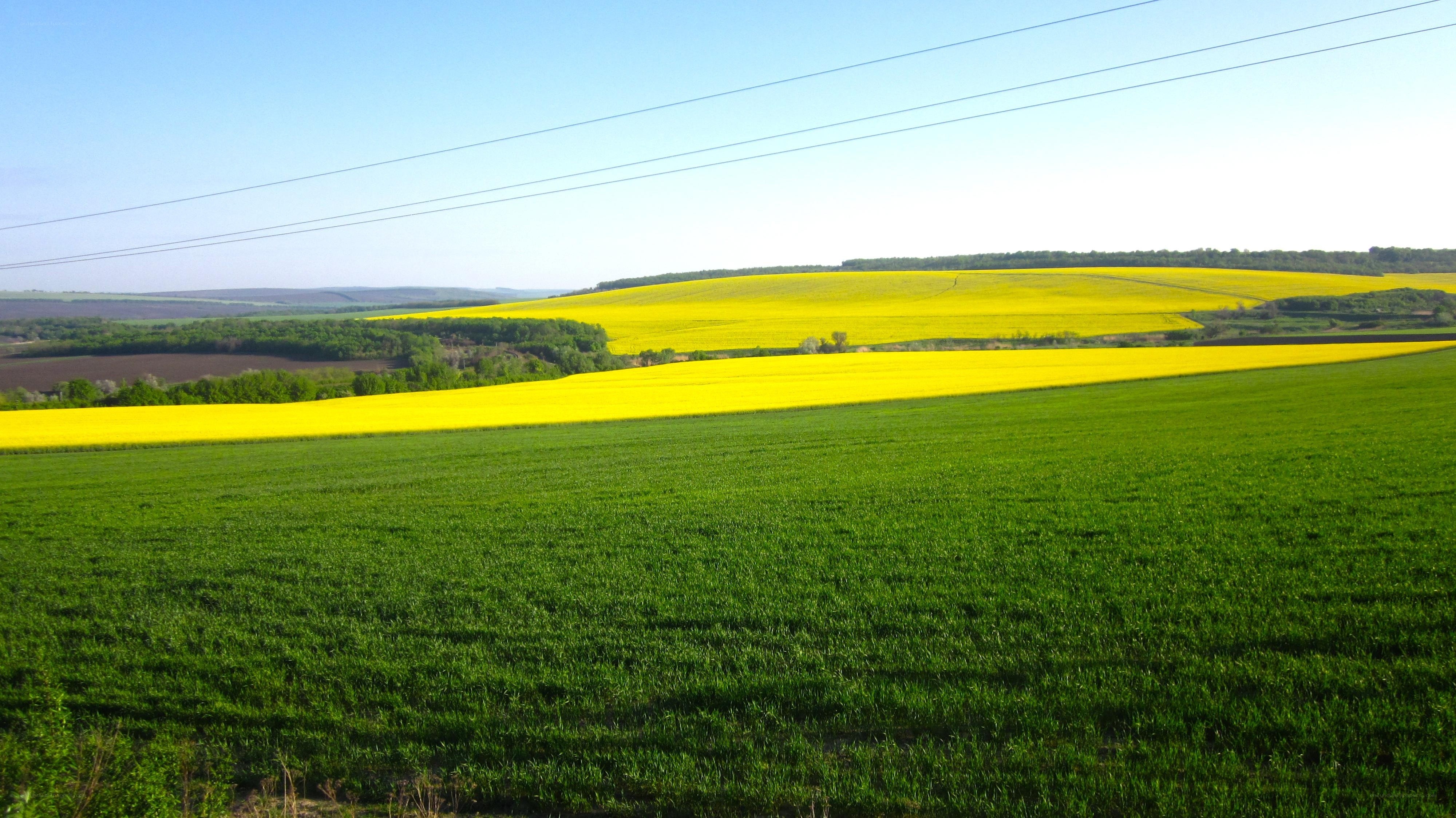 Yellow rapeseed fields in spring