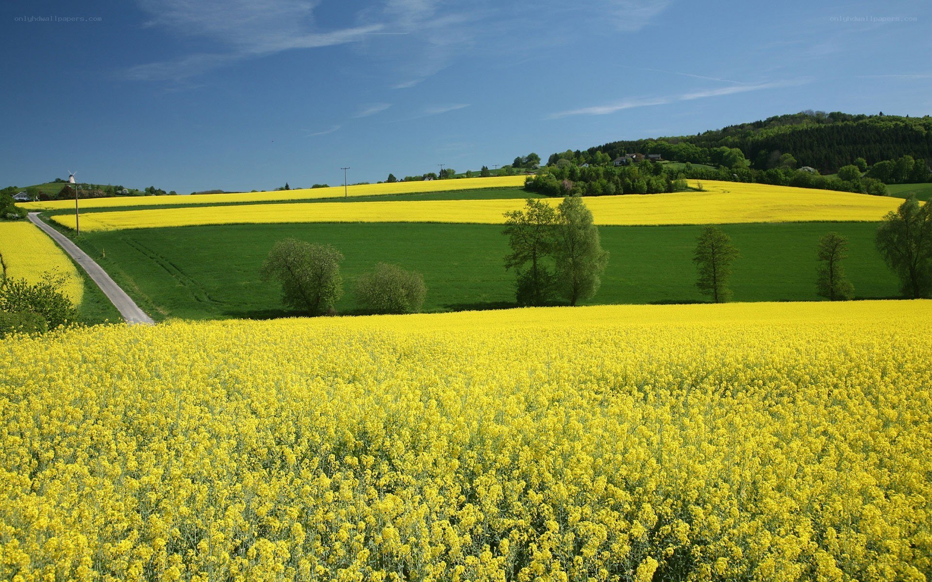 Yellow rapeseed fields in spring