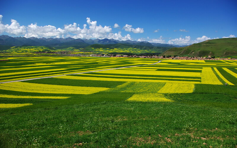 Yellow rapeseed fields in valley