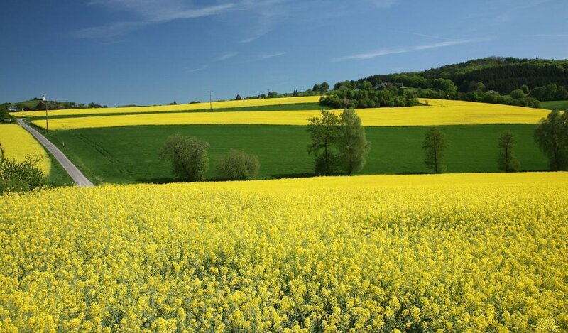 Yellow Rapeseed Fields
