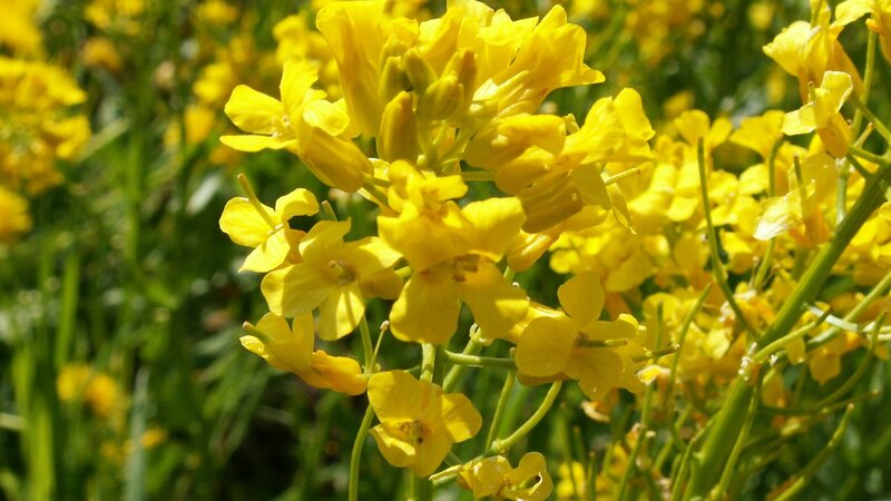 Yellow Rapeseed Flowers — Bright