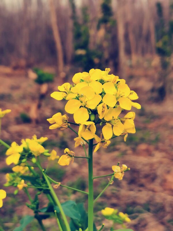 Yellow Rapeseed Flowers — Calm, Spring, Photograph