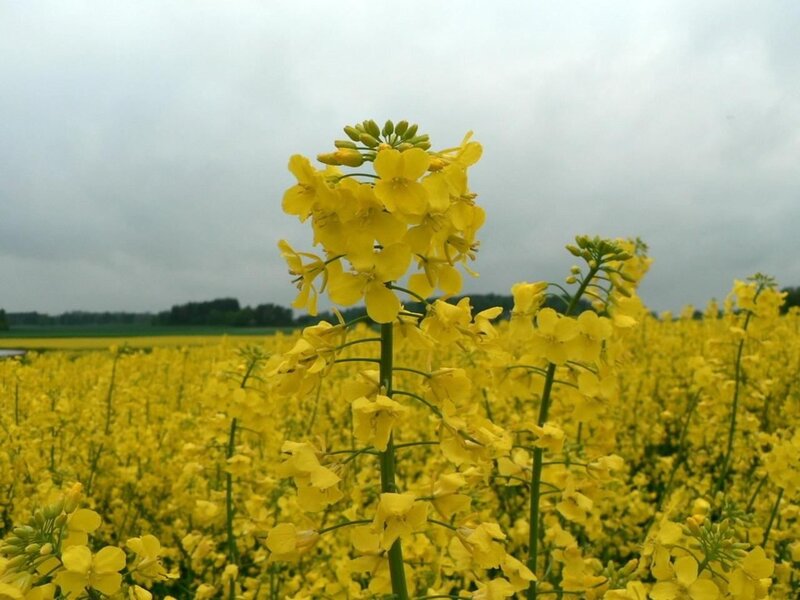 Yellow Rapeseed Flowers — Calm, Spring