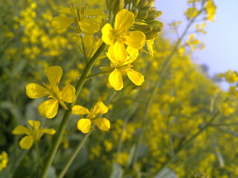 Yellow Rapeseed Flowers — Calm
