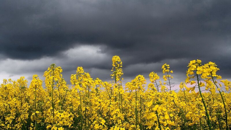 Yellow Rapeseed Flowers — Dramatic, Spring