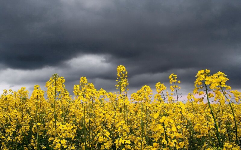 Yellow Rapeseed Flowers — Dramatic