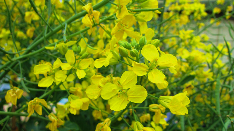 Yellow Rapeseed Flowers — Natural, Spring