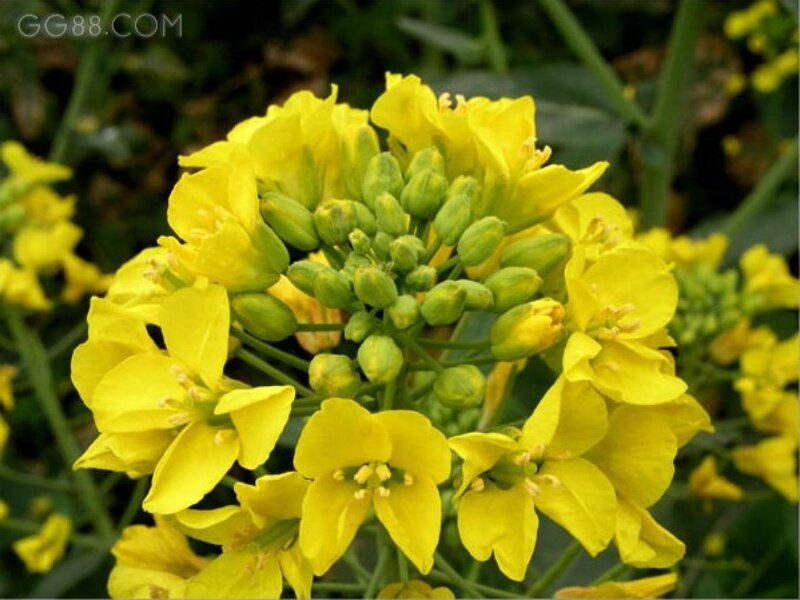 Yellow Rapeseed Flowers — Natural