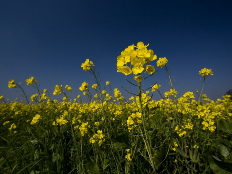 Yellow Rapeseed Flowers — Serene, Afternoon, Photograph