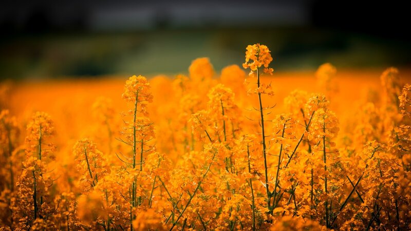 Yellow Rapeseed Flowers — Serene, Afternoon