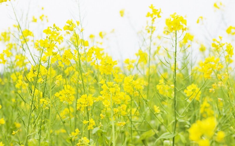 Yellow Rapeseed Flowers — Serene, Spring, Photograph, Green Stems