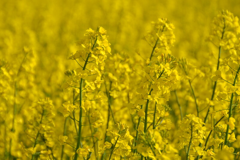 Yellow Rapeseed Flowers — Serene, Spring, Photograph, Stems