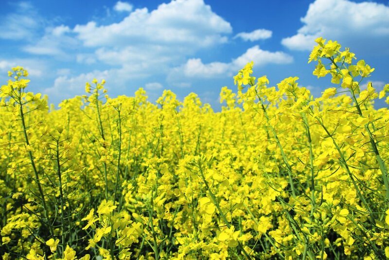 Yellow Rapeseed Flowers — Serene, Spring, Photograph
