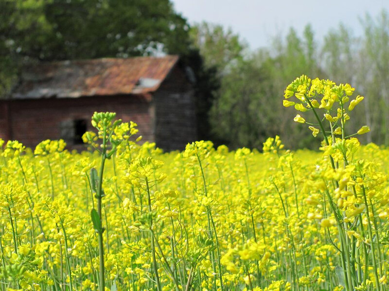 Yellow Rapeseed Flowers — Serene, Spring