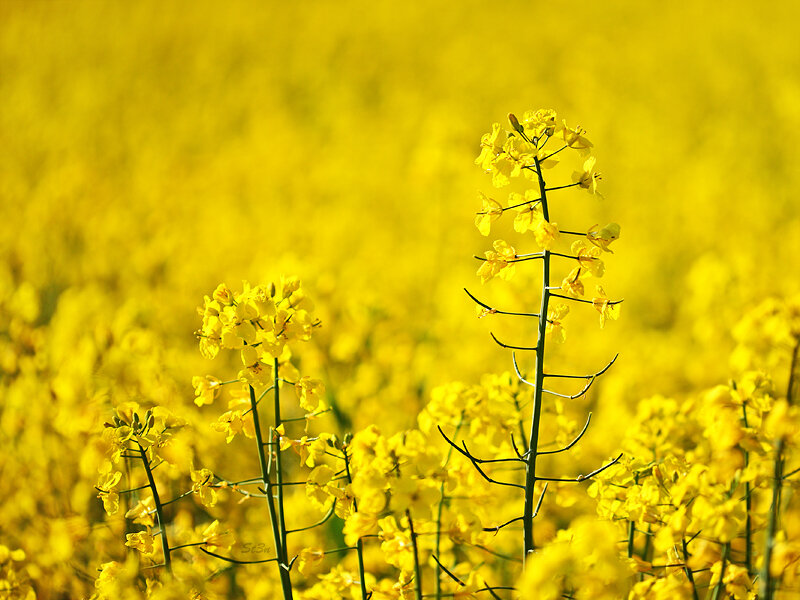 Yellow Rapeseed Flowers — Serene