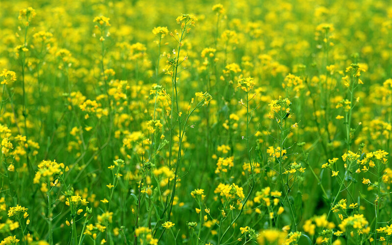 Yellow Rapeseed Flowers