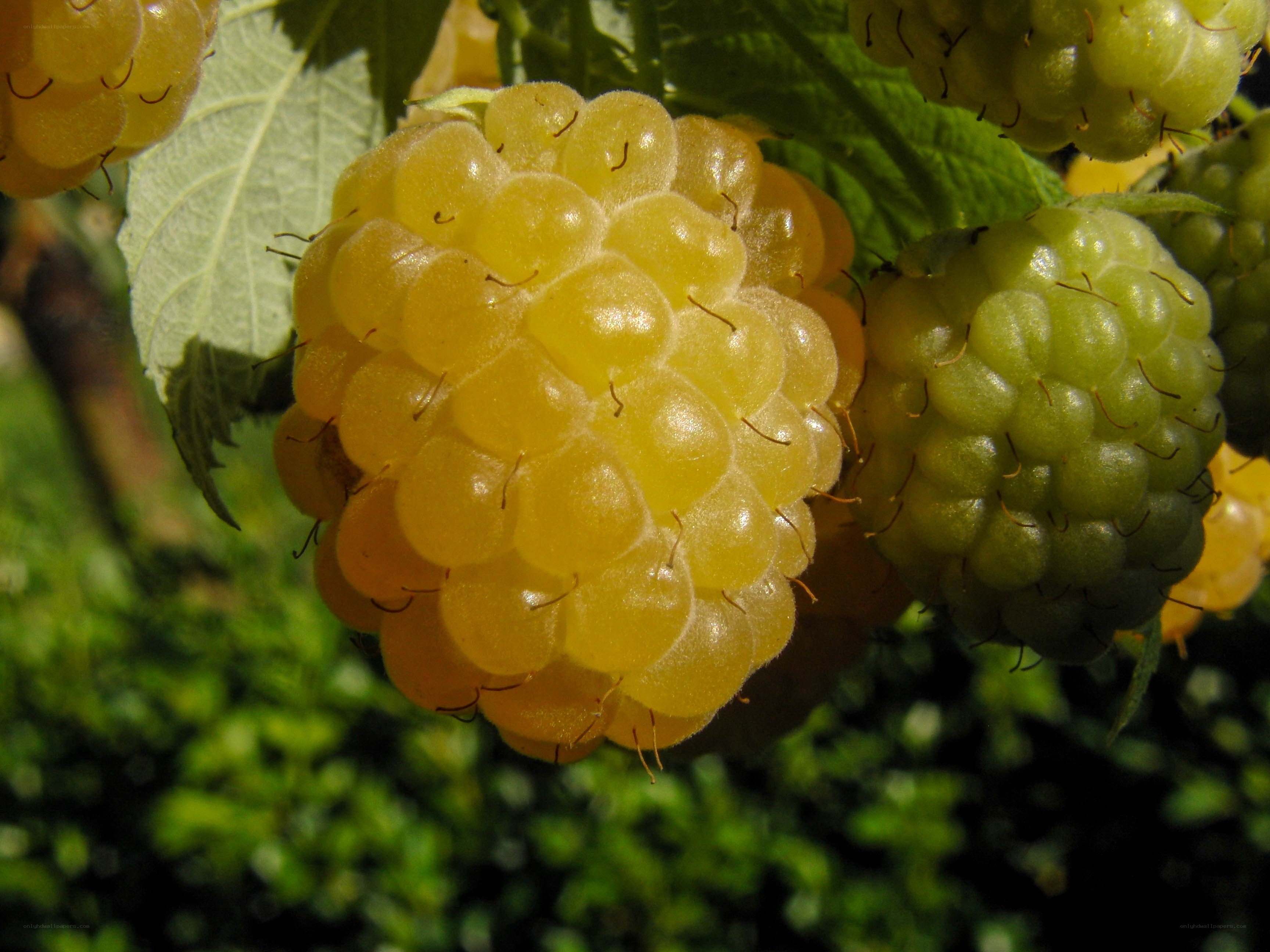 Yellow raspberries on a bush