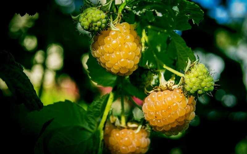 Yellow Raspberries on Bush