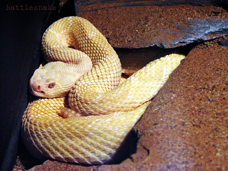 Yellow rattlesnake coiled