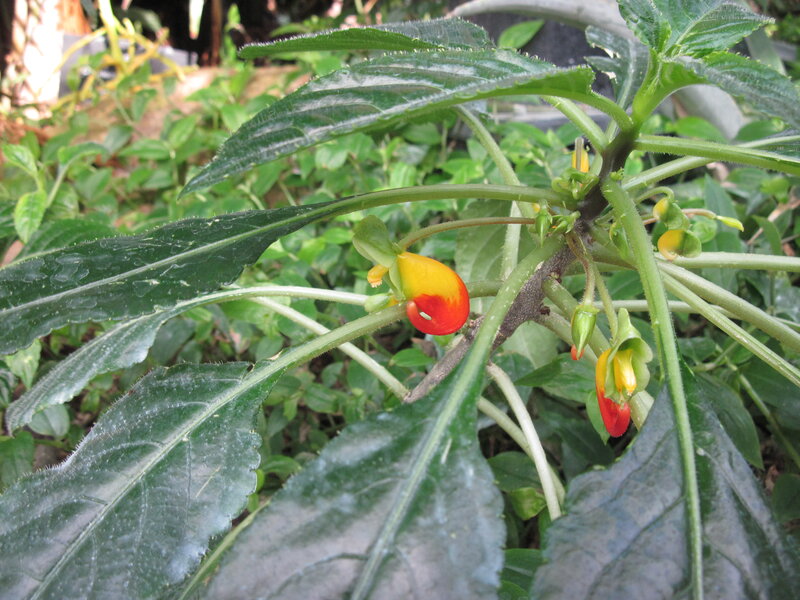 Yellow-red Flower Plant