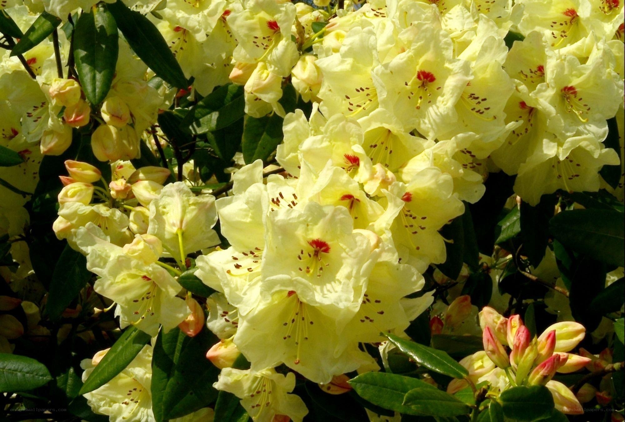 Yellow rhododendron blossoms