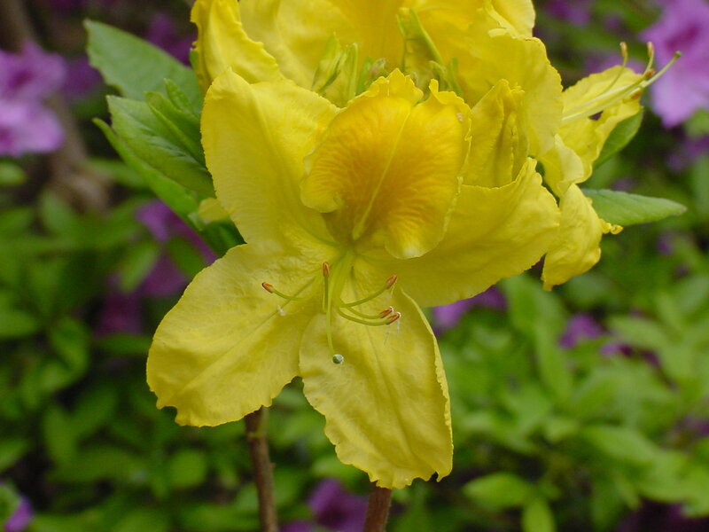 Yellow Rhododendron Flower