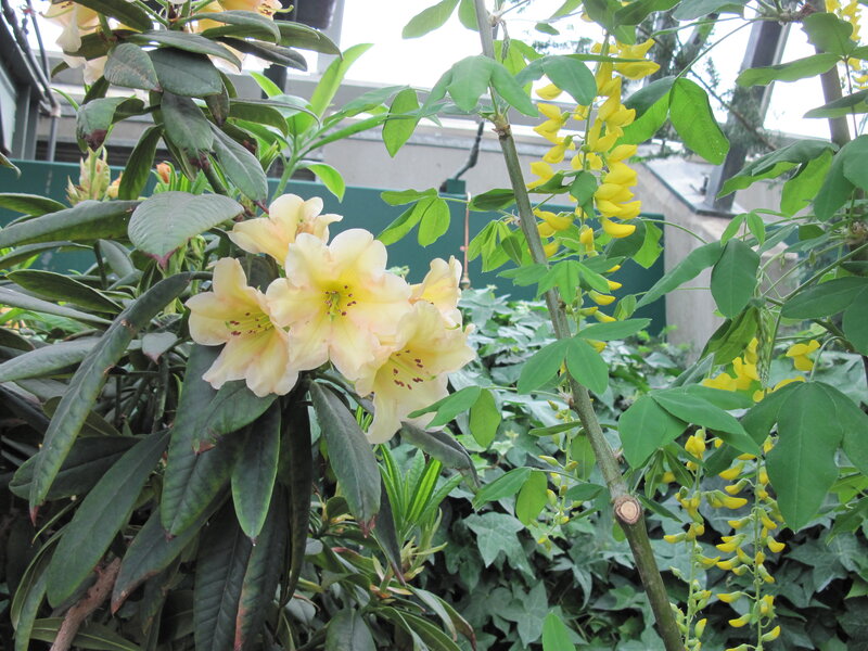 Yellow Rhododendron Flowers — Calm, Spring