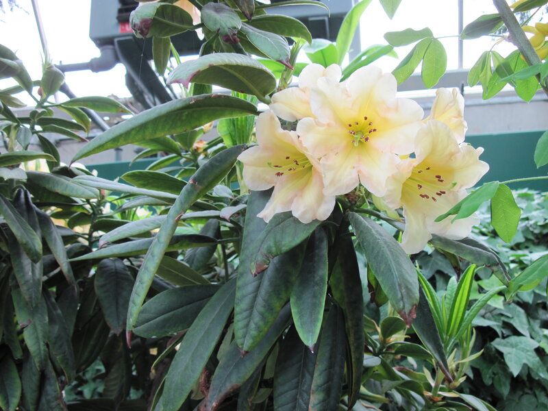 Yellow Rhododendron Flowers — Calm