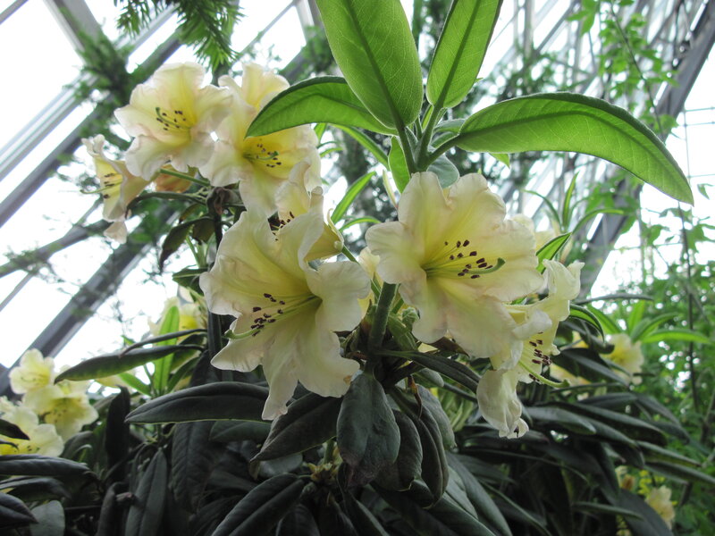 Yellow Rhododendron Flowers — Serene, Afternoon, Photograph