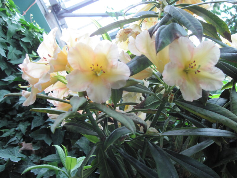 Yellow Rhododendron Flowers — Serene, Afternoon