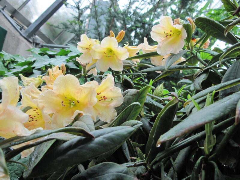 Yellow Rhododendron Flowers — Serene, Photograph