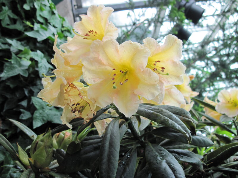 Yellow Rhododendron Flowers — Serene