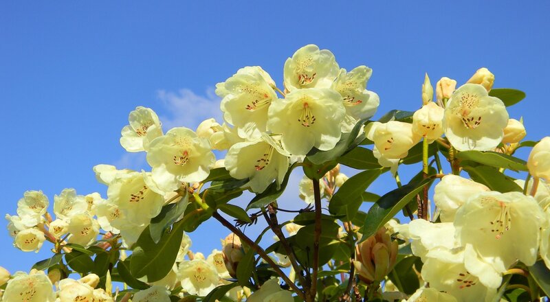 Yellow Rhododendron Flowers