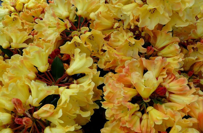 Yellow Rhododendron Flowers — Vibrant