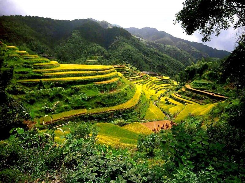 Yellow Rice Terraces — Green